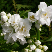 Філадельфус Монблан купить