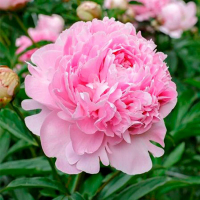 Пион микс купить