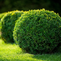 Самшит мелколистный Фолкнер купить