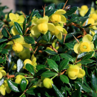 Барбарис Фрикарта Тельстар купить