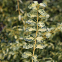 Бересклет Форчуна Голден Арлекін купить