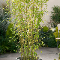 Бамбук Phyllostachys Aurea купить
