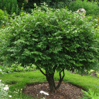 Бересклет крылатый Компактус купить