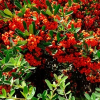 Пираканта саженец купить