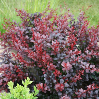 Барбарис Тунберга Атропурпуреа Нана купить