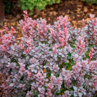 Барбарис Тунберга Конкорд купить