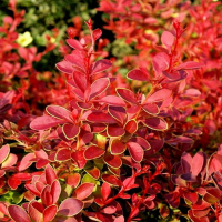 Барбарис Тунберга Корал купить