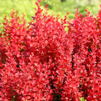 Барбарис Тунберга Ред Рокет купить