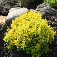 Барбарис тунберга Тіні Голд купить