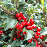 Падуб Мезерва Блю Принцесс купить