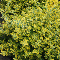 Бересклет Форчуна Эмеральд Голд купить