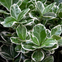 Бересклет японский Кати купить