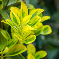 Бересклет японський Ауреомаргінату купить