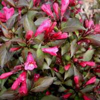 Вейгела квітуча Наомі Кемпбелл купить