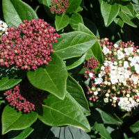 Калина лавролистная Macrophyllum купить