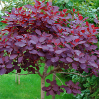 Скумпия кожевенная Royal Purple купить