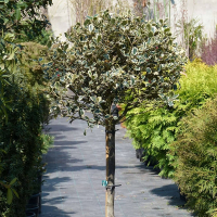 Падуб гостролистий Аргентія Маргіната на штамбі купить