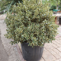 Падуб гостролистий Аргентія Маргінату купить