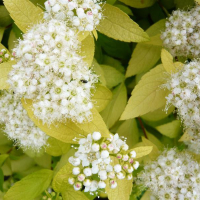 Спирея японская Вайт Голд купить