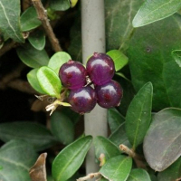 Жимолость блестящая Лемон Бьюти купить