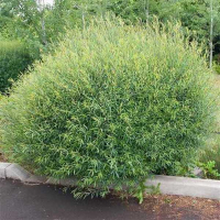 Верба (Ива) пурпурная Нана купить