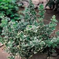 Бересклет форчуна Емеральд Гаеті купить