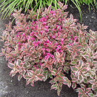 Вейгела цветущая Монет (Monet) купить