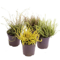 Вереск Бьюти Лейдис купить