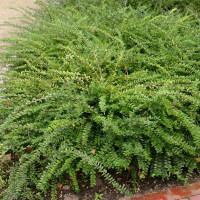 Жимолость блестящая Элегант купить