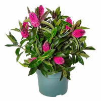 Хебе Addenda Donna Eva купить