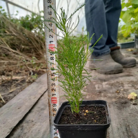 Сантолина зеленая купить