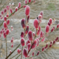 Верба (Ива) тонкоствольная купить