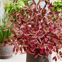 Дерен білий Міракл (Cornus alba Miracle) купить