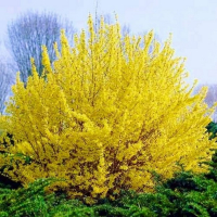 Форзиция Миниголд купить