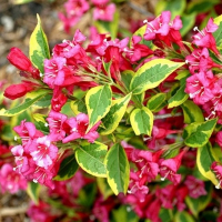 Вейгела квітуча Мулен Руж купить