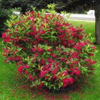 Вейгела гибридная Ред Принц купить