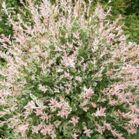 Верба (Іва) цільноліста Хакуро-Нішики купить