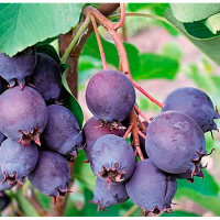 Ірга вільхолістна Обеліск купить