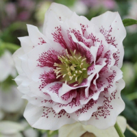 Морозник Вайт Споттед купить