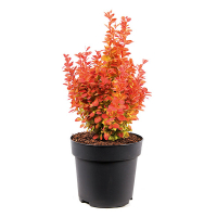 Барбарис Тунберга Коронита купить