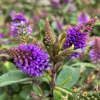 Хебе купить