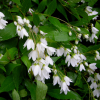 Дейція гібридна Строберрі купить