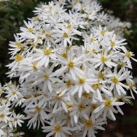 Олеария купить