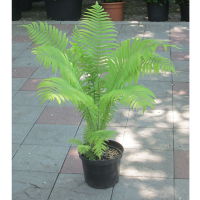 Папороть купить