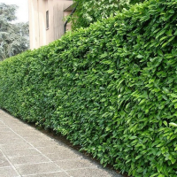 Бирючина обыкновенная купить