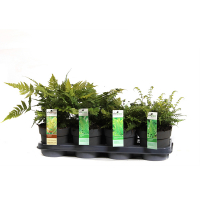 Варенс мікс купить