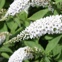 Буддлея микс купить