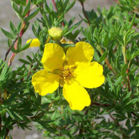 Лапчатка кустарниковая Голдфингер купить