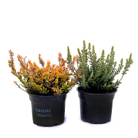 Вереск Гарден Герл купить