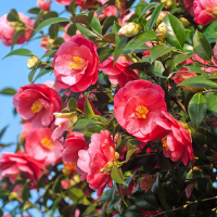 Камелия японская микс купить